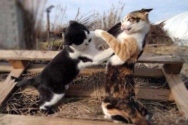 7 Signs Your Cat Is ＂Spoiled＂, Is Your Cat?: 7. Always fight with other cats