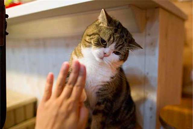 7 Signs Your Cat Is ＂Spoiled＂, Is Your Cat?: 5. Always violating the owner's order