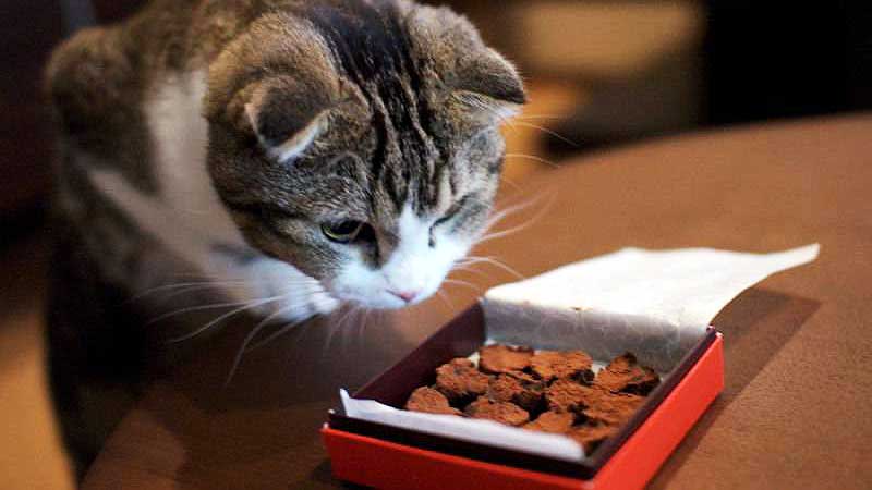 Can Cats Eat Chocolate? The Answer Is an Emphatic ＂No!＂