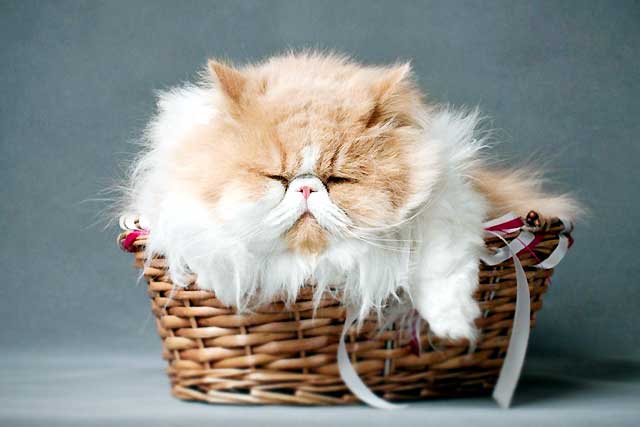 10 Cat Breeds That Live the Longest: #5. Persian