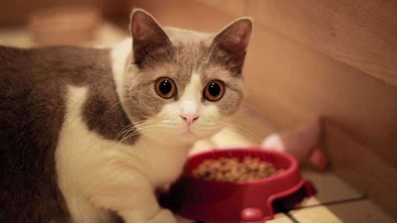 How Many Times Should A Cat Eat Wet Food A Day?