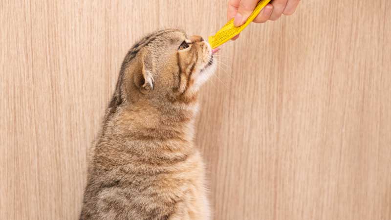 How Much Thiamine Does A Cat Need Per Day?