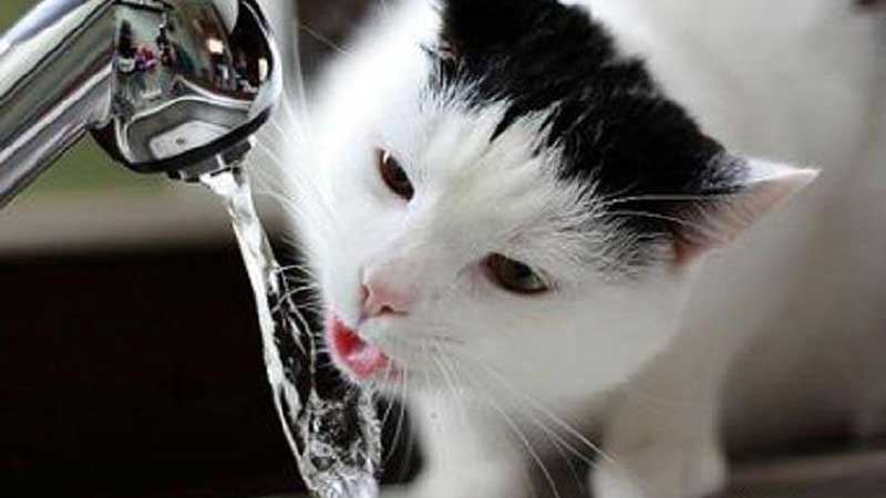 Do You Know Why Cats Don't Like Water?