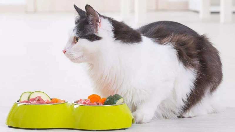 10 Kinds of Human Food That Are Good for Cats