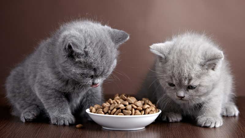Kitten Food vs. Cat Food: What's the Difference?
