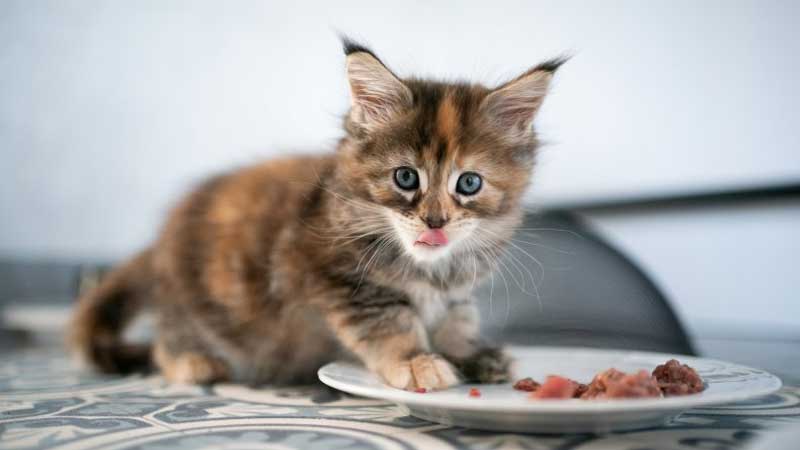 Kitten Food vs. Senior Cat Food