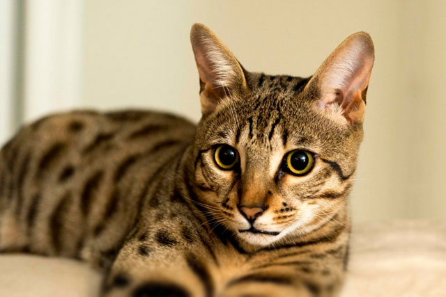 10 Largest Domestic Cat Breeds: #2. Savannah cat
