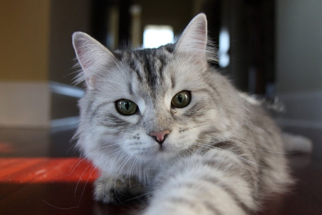 10 Largest Domestic Cat Breeds: #3. Siberian cat