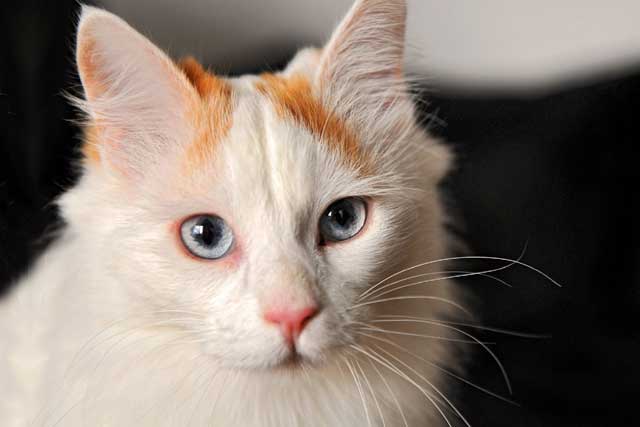10 Most Aggressive Domestic Cat Breeds: 10. Turkish Van