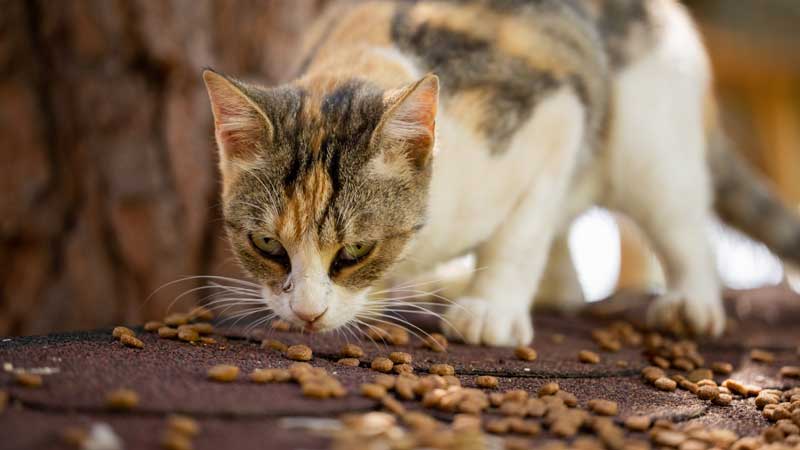 How To Prevent Thiamine Deficiency In Cats