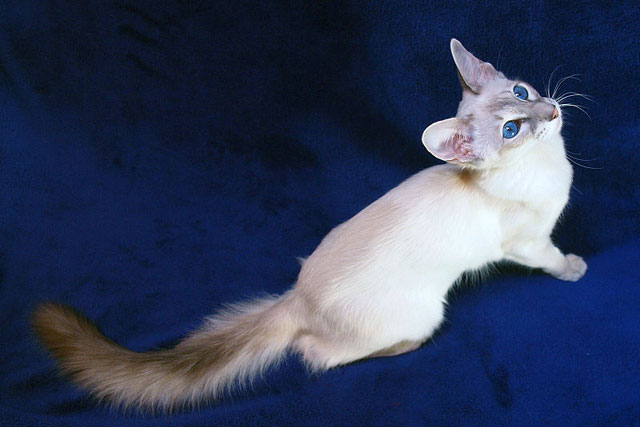 10 Smallest Domestic Cat Breeds: #10. Balinese cat