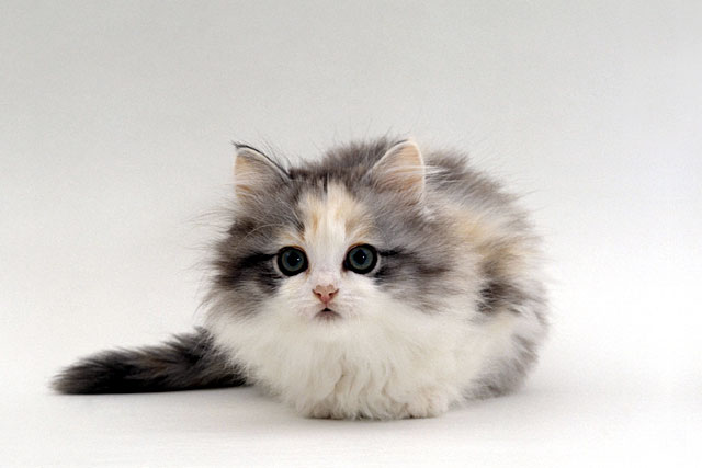 10 Smallest Domestic Cat Breeds: #4. Napoleon cat
