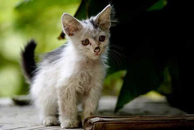 Do You Know What Cats Are ＂Most Afraid Of＂?: 1. Abandoned by the owner