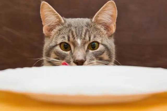 Do You Know What Cats Are ＂Most Afraid Of＂?: 7. Irregular eating