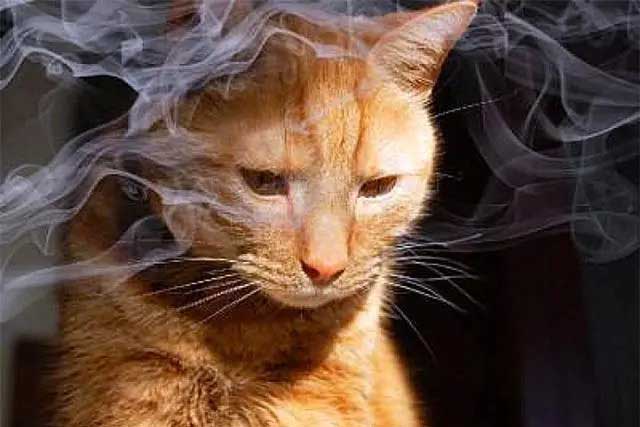 Do You Know What Cats Are ＂Most Afraid Of＂?: 4. Irritating smell