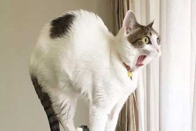 Do You Know What Cats Are ＂Most Afraid Of＂?: 6. Loud noise