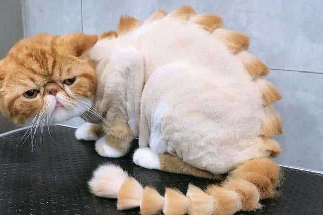 Do You Know What Cats Are ＂Most Afraid Of＂?: 5. Shave your cat