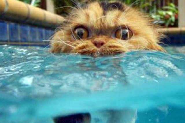 Do You Know What Cats Are ＂Most Afraid Of＂?: 3. Soak the cat in water