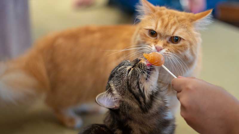 What Does Vitamin B1 Do For Cats?