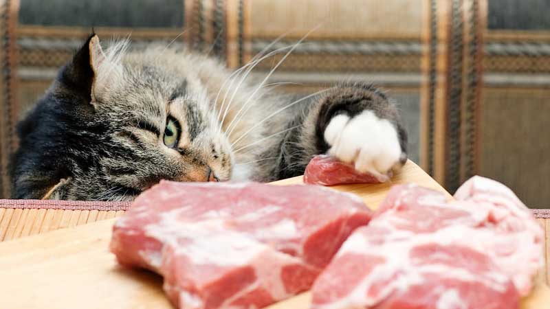 What Meat Should Cats not Eat?
