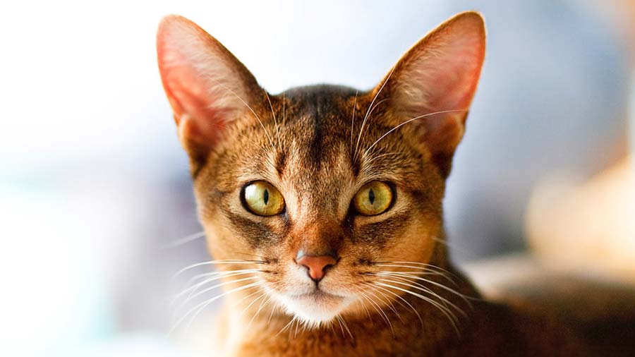 Abyssinian (Face, Muzzle)