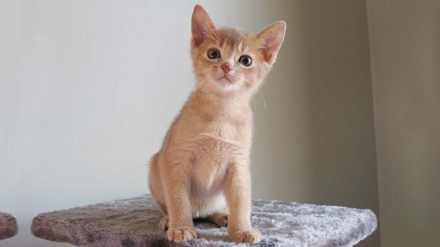 Abyssinian Kitten (Face, Sitting)