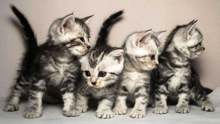 British Shorthair Kitten (Face, Blue)