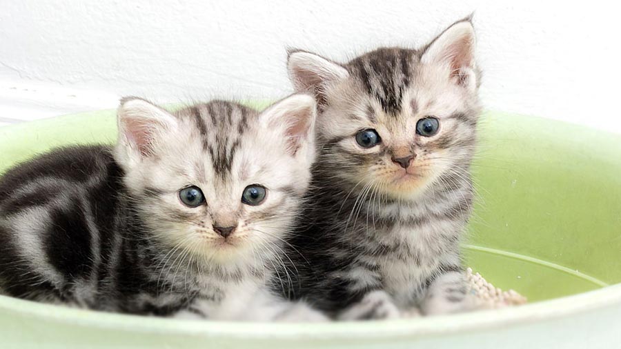 British Shorthair Kitten (Kittens, Blue & Brown)