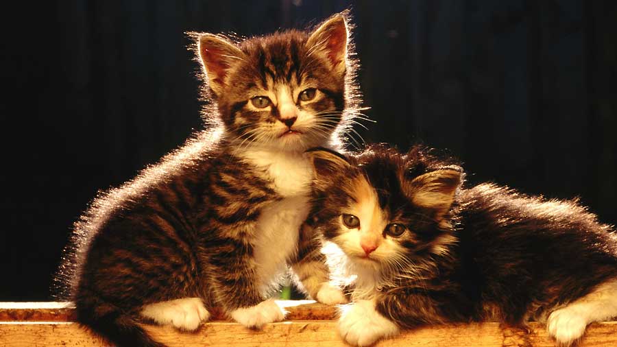 American Wirehair Kitten (Kittens, Tabby & White)