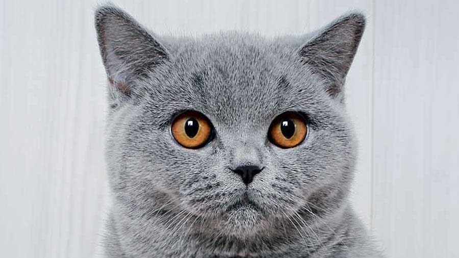 British Shorthair (Face, Blue)