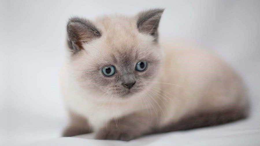 British Shorthair Kitten (Lying, Colourpoint)