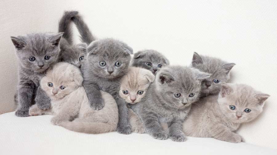British Shorthair Kitten (Kittens, Blue & Brown)
