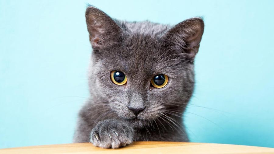 Chartreux Kitten (Face, Blue & Silver)