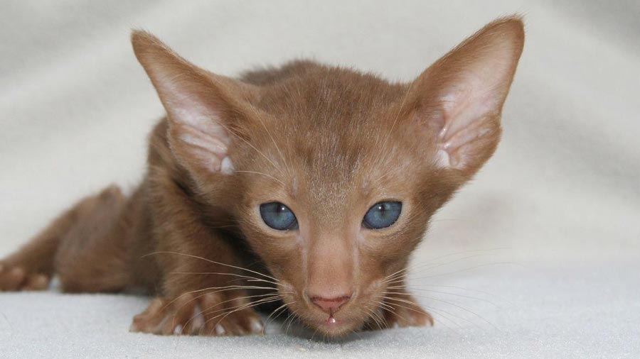 Colorpoint Shorthair Kitten (Face, Chocolate)