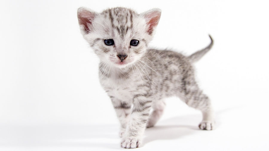 Egyptian Mau Kitten (Standing, Silver)
