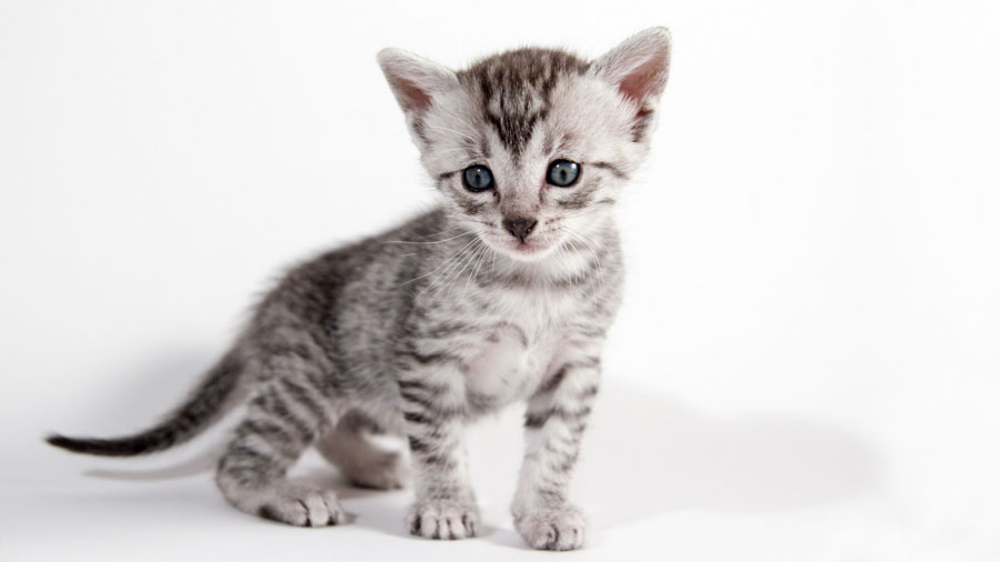 Egyptian Mau Kitten (Standing, Side View)