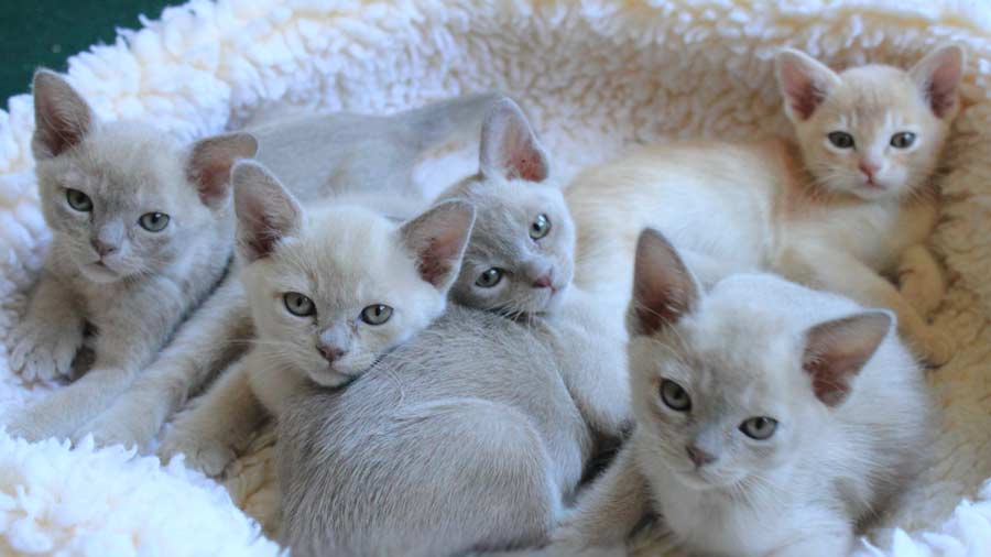 European Burmese Kitten (Kittens, Face)