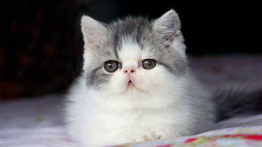 Exotic Shorthair Kitten (Lying, White & Grey)