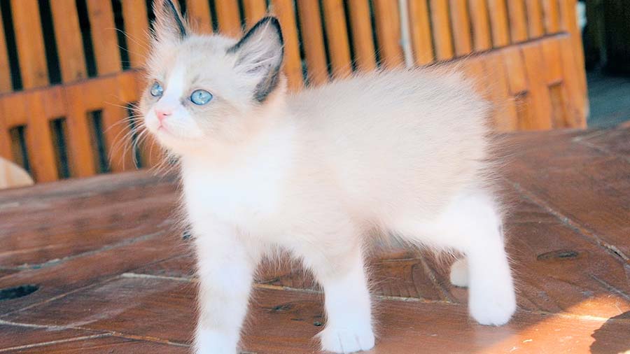 Manx Kitten (Standing, Brown & White)