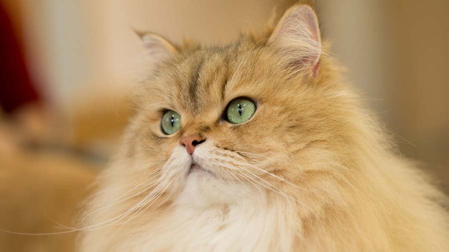 Persian cat (Head, White & Brown)
