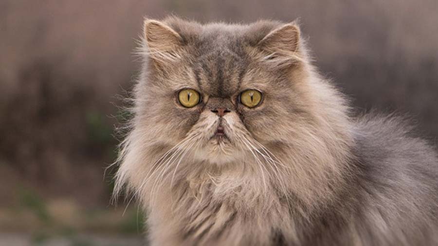 Persian cat (Face, White & Lilac)