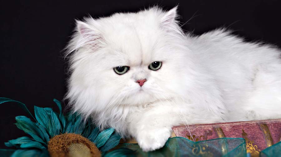 Persian Cat Cost in 2021 The Pricer