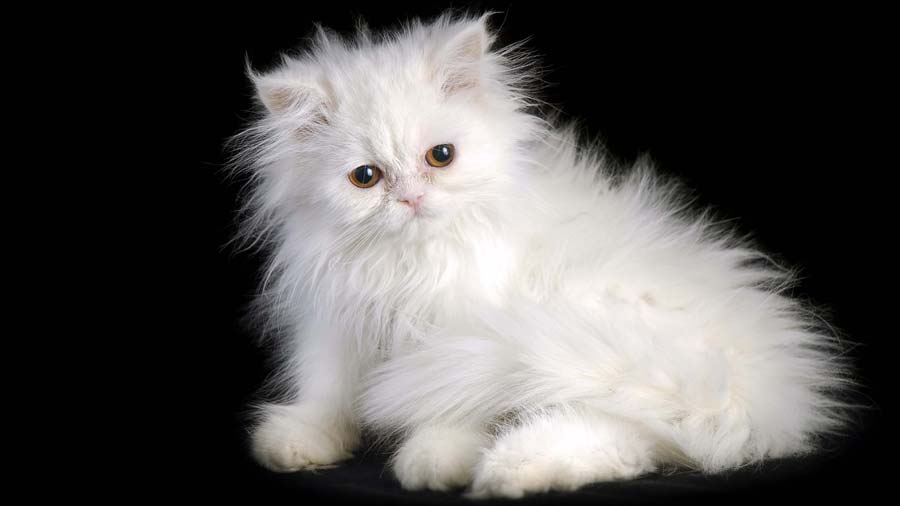 Persian cat Kitten (White, Side View)