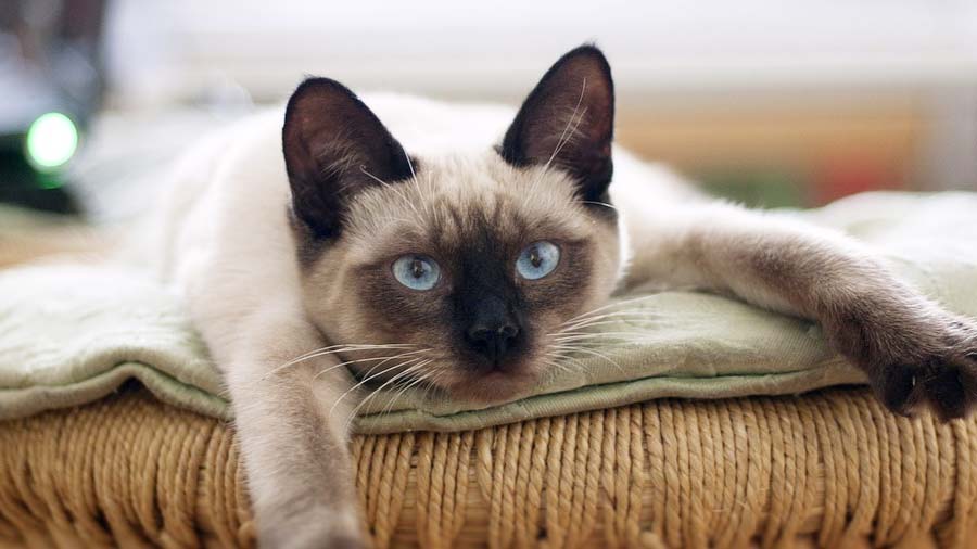 Siamese (Lying, Seal point)