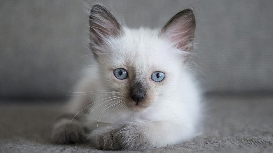 Siamese Kitten (Face, Lying)
