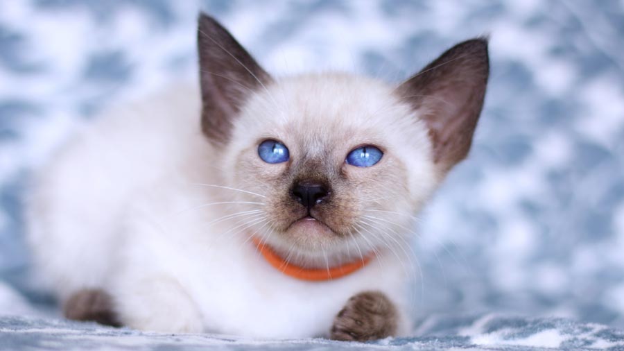 Siamese Kitten (Face, Muzzle)
