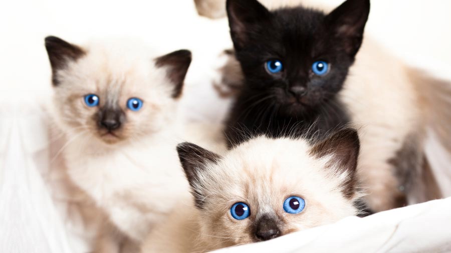 Siamese Kitten (Kittens, Face)