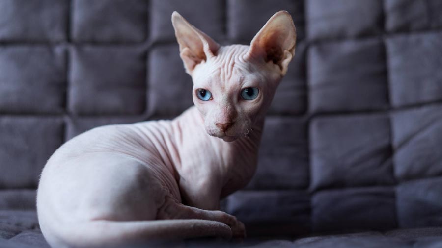Sphynx (White, Side View)