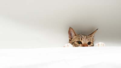 American Shorthair Wallpaper