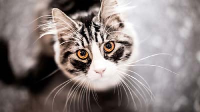 American Shorthair Wallpaper